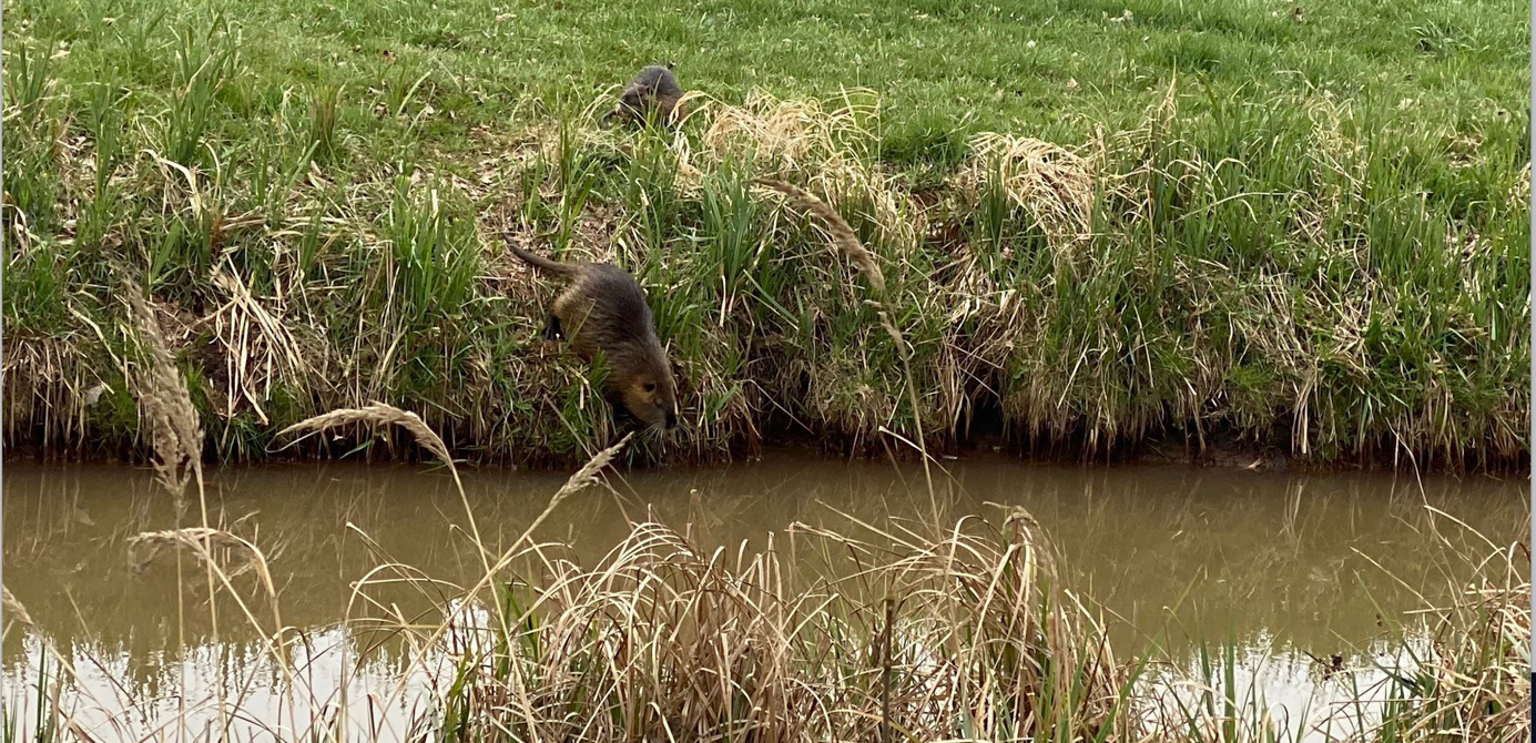 Ein Bild, das draußen, Süßwassersumpf, Pflanze, Wasser enthält.

Automatisch generierte Beschreibung